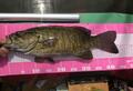 釣って満足じゃもったいない？  川・湖で釣った魚「食べてみた」！  塩焼きで “皮パリ” 堪能＆嫌われがち「外来魚」の意外な美味しさ「レポート」の画像002