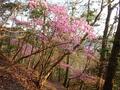 ゴールデンウィークには「ツツジ」が彩る、丹波「向山連山」 ユニーク岩たどる低山縦走＆「黒井城跡」見下す絶景レポート【兵庫県丹波市】の画像030