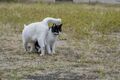アート、ときどき島猫。男木島・女木島・豊島【「瀬戸内トリエンニャーレな旅（前編）」琉球島猫百景 vol.21〈特別編〉】の画像007
