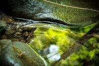 【渓流釣り】「ようやく行けた！」ずっと気になっていた渓は森育ちのイワナたちの魚影濃く、しかも高活性だった！  新潟県｜2026年