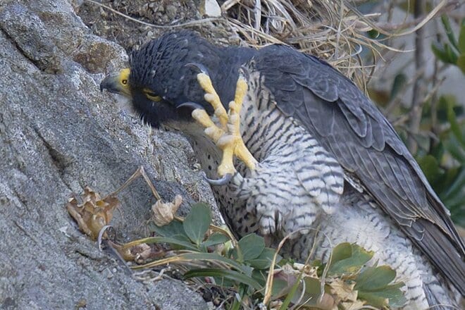 【バードウォッチング】「早春は恋の季節」日本最速飛行術を誇るハヤブサの “ラブラブ断崖ライフ” を拝見してきました！  神奈川県｜2026年の画像009