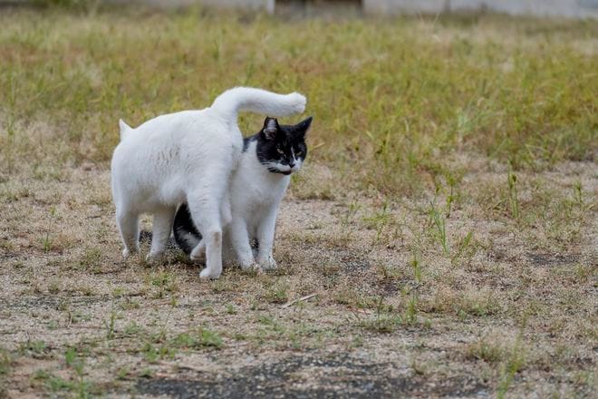アート、ときどき島猫。男木島・女木島・豊島【「瀬戸内トリエンニャーレな旅（前編）」琉球島猫百景 vol.21〈特別編〉】の画像007