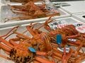 ニッポンの冬は「三拍子そろった」石川で！ 加賀温泉で解禁直後の「加能ガニ」を食べるの画像001