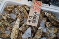 東日本大震災をめぐる「過去・現在・未来」をつなぐ旅路「みちのく潮風トレイル」の画像004