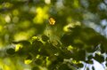 紅葉の季節！ 香りに誘われて見上げた空「お菓子のような甘い匂いのハートの葉」の正体は？の画像005