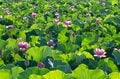【ラストチャンス！】夏を彩るハスの花とドクターイエローのコラボレーション ～ “開店を待てない” せっかちなミツバチたち ～ 神奈川県｜2026年の画像005