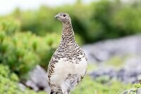 日本の山で見かける野生動物たち「あなたはどの動物にあったことがありますか？」 山の妖精オコジョから毒ヘビまで