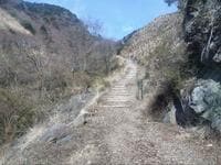 ミツマタの黄色とアセビの白が彩る、春満開の「愛鷹山」！  山頂からの富士山＆ふもとの桜も見応え抜群！  4月上旬・登山レポ