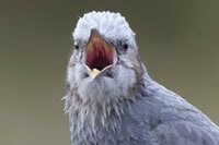 【バードウォッチング】ポイ捨てOK？  厳しい冬を乗り越える野鳥たちの食べ物をめぐる「残念過ぎる事情」とは   神奈川県｜2025年