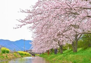 「水の上から」優雅にお花見！  川下りシーズンイン前の練習にも最適な桜の名所＜近江八幡水郷めぐり 前編＞【ユーコンカワイの股旅リバログ vol.29】