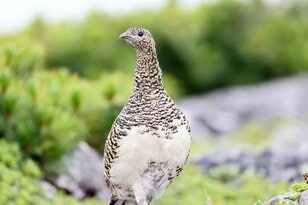 日本の山で見かける野生動物たち「あなたはどの動物にあったことがありますか？」 山の妖精オコジョから毒ヘビまで