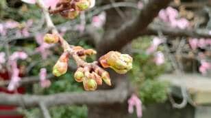「東京で2月にサクラサク」！  ひと足早い春「23区内の河津桜」スポット3選「開花直前レポート」！