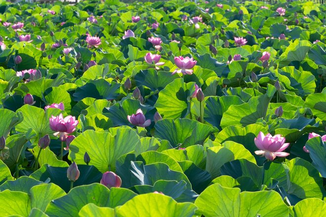 【ラストチャンス！】夏を彩るハスの花とドクターイエローのコラボレーション ～ “開店を待てない” せっかちなミツバチたち ～ 神奈川県｜2026年の画像005