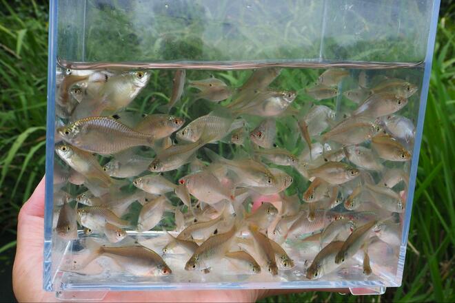 【小さくても深い、タナゴ釣りの世界】「名人のカスタマイズ針」 釣果に驚愕！  アタリ数は同じでも… 差がついた掛かり＆サイズ「市販針と比較」検証レポの画像008