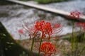 この世とは思えない美しさ「曼殊沙華」 国内最大級の500万本の彼岸花が“巾着田”に咲きほこる【埼玉県・日高市】の画像009