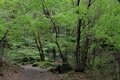 ＜4月末の御岳山レポート＞都心からすぐ。苔むした岩が美しい新緑のロックガーデン～宿坊ランチで異空間へ小トリップ！の画像002