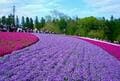 「まるでピンクの絨毯」 春の秩父「羊山公園・芝桜の丘」絶景レポート！  埼玉出身ライターがすすめる、混雑回避ワザ＆周辺スポットも要チェック！【埼玉県秩父市】の画像005