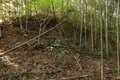 大堀切＆U字連結竪堀！  小城ながらピリリと辛い二大必見ポイント　石見国・周布城〈後編〉（島根県浜田市）【戦国の山城を攻める vol.02】の画像007