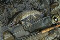 【渓流釣り】梅雨時期なのに渇水気味の渓でフライフィッシング「逃げた魚は大きかった」長野県・姫川水系の画像006