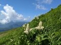 「百名山・月山＆姥ヶ岳」でマイベスト「ヒナザクラ」群生に出合う！ カラフル高山植物「お花道」トレッキングレポの画像002