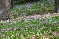 【花巡り】南関東最大級の「カタクリの群生地」で紫色のじゅうたんと早春の花を満喫！  “数万株に一つの貴重なシロバナカタクリも”【神奈川県 2025年】の画像006