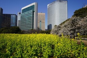 東京に春、来てます！ 都心のオアシス「浜離宮恩賜庭園」では今、梅と菜の花が見ごろを迎える【東京都・中央区】