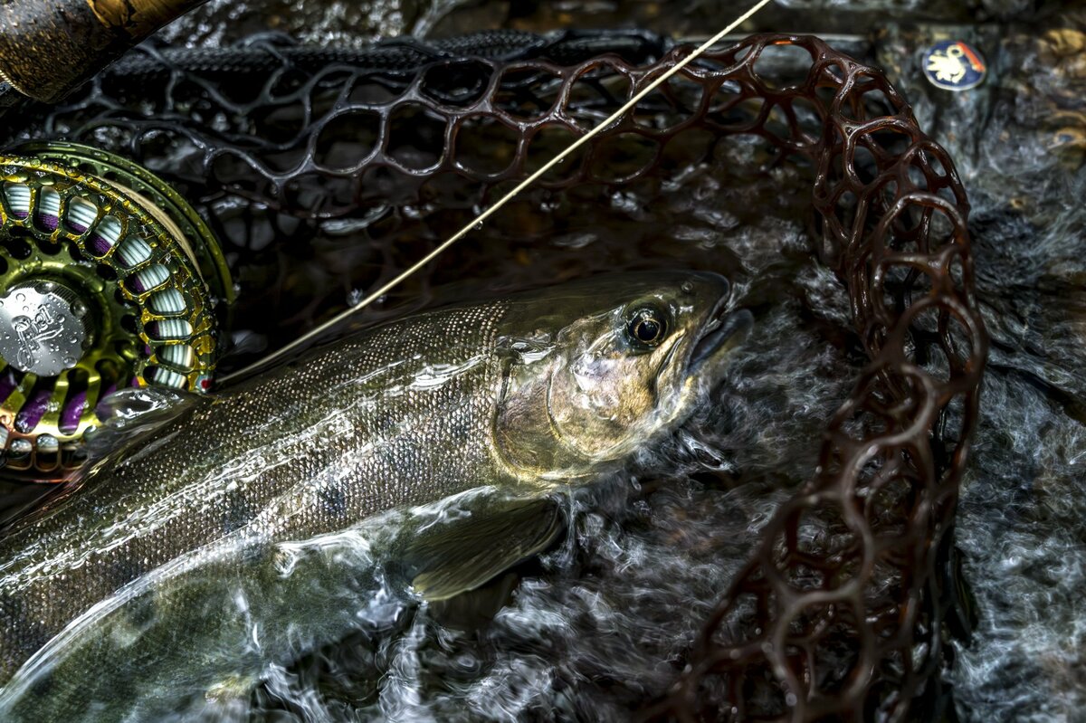 3ページ目) 「もっと早く来ればよかった！」高活性の良型ヤマメに笑顔