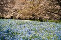 「ネモフィラ」青の絶景！  23区内最大規模の楽園「舎人公園」桜のピンクとネモフィラブルーは東京の春を彩る【東京都・足立区】の画像005