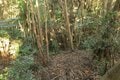 大堀切＆U字連結竪堀！  小城ながらピリリと辛い二大必見ポイント　石見国・周布城〈後編〉（島根県浜田市）【戦国の山城を攻める vol.02】の画像004