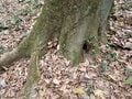 【萌え・コアラ顔にキュン！ 】坊主めくり？ 神経衰弱？ 「 思わず熱くなる真冬の昆虫探し」葉っぱをめくって寒さを吹き飛ばせ！の画像010