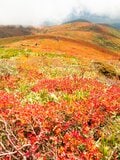【一度は見たい秋山の絶景5選】山が最も華やぐ季節！  ハイカー女子が出会った紅葉の絨毯から黄金色の湿原まで、心奪われる錦秋の世界  2026年の画像008