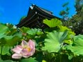 不老長寿の願いを込めて！ “ハスの葉からお酒を飲む” 人気行事「荷葉酒」体験レポ【東京都町田市】2023年の画像003
