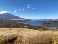 秋の晴天「30分ハイキング」絶景! 「黄金色のススキ絨毯」鉄砲木ノ頭(明神山)山頂からの「富士山&山中湖」展望レポート!