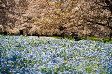 ネモフィラ」青の絶景！ 23区内最大規模の楽園「舎人公園」桜のピンク
