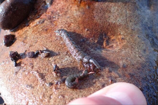 まさか「ウグイ」で感動するとは！  関東随一の清流「那珂川」で30cmオーバーの「寒バヤ釣り」！  ウマすぎる、常連の助言＆塩焼きの慈味の画像009