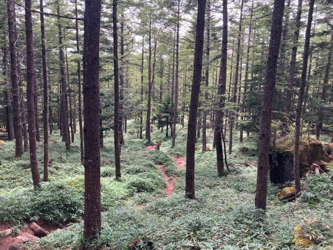 残暑を避けて登りたい「歩き出しから涼しい日帰りがっつりルート」 八ヶ岳・権現岳の画像021