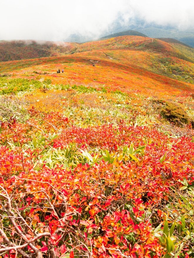 【一度は見たい秋山の絶景5選】山が最も華やぐ季節！  ハイカー女子が出会った紅葉の絨毯から黄金色の湿原まで、心奪われる錦秋の世界  2026年の画像008
