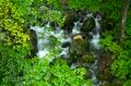 【渓流釣り】そぼ降る雨に潤う静かな森、穏やかな流れの美渓でフライフィッシング 「ちびっ子ばかりと油断していたら、岩陰に潜む大物も！」 新潟県｜2026年の画像001