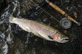【渓流釣り】 今年も営業スタート！ 「初めてでも釣れた」強烈なファイトに大興奮の神流川、“冬季ハコスチ釣り場”  2024年秋・群馬県上野村の画像004
