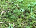 苔と深緑に魅せられる京都・幽翠の地3選の画像003