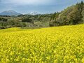 【ゴールデンウィーク・お花見】まさに桃源郷！ ピンクに染まる桃畑と北信五岳の絶景が広がる「丹霞郷」が見頃  2022年の画像005
