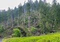 ないなら作る！「究極のシン・サウナ村」建設プロジェクト始動【ユーコンカワイのシン・サウナ村建設記 vol.1】の画像008