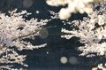 桜の開花ラッシュ直前！ 「心に残る“サクラ”写真を撮るために」“プロが教える ”違いが出る！撮影ひと工夫【2022年】の画像009