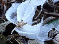 冬に開く“氷の花”！ 「霜柱」ではない「シモバシラ」を探しに初冬の高尾山へ【最後の最後に出会えた氷の芸術品“氷華”】東京都・2023年