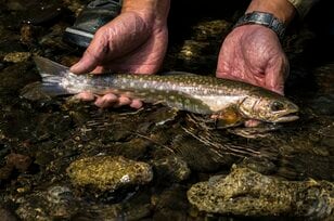 【渓流釣り】さすがは北海道！ 大都市郊外でもトラウトパラダイス「良型ヤマベがライズし、美しいアメマスがロッドを絞る」  札幌市・2024年