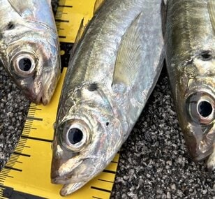 もう迷わない「アジング」超入門！ おかっぱりで “最初の1匹” を手にするための「シンプル・イズ・ベスト」必釣スタイル＆パターン解説！ 複雑に進化する釣りを一刀両断