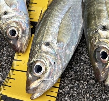 もう迷わない「アジング」超入門！ おかっぱりで “最初の1匹” を手に