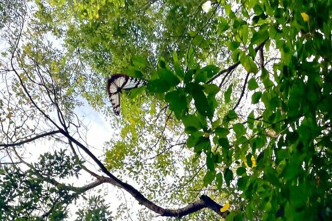 都市部で2時間「駅からハイキング」横浜市金沢区「大丸山」レポ！思わず嬉しくなる“街チカ”とは思えない、豊かな自然＆展望！の画像007