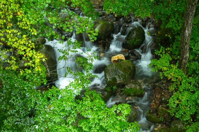 【渓流釣り】そぼ降る雨に潤う静かな森、穏やかな流れの美渓でフライフィッシング 「ちびっ子ばかりと油断していたら、岩陰に潜む大物も！」 新潟県｜2026年の画像001