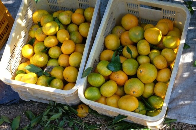 【みかん農家に聞きました】「ヘタの部分で甘さが見分けられる説」説は本当なのか？の画像003